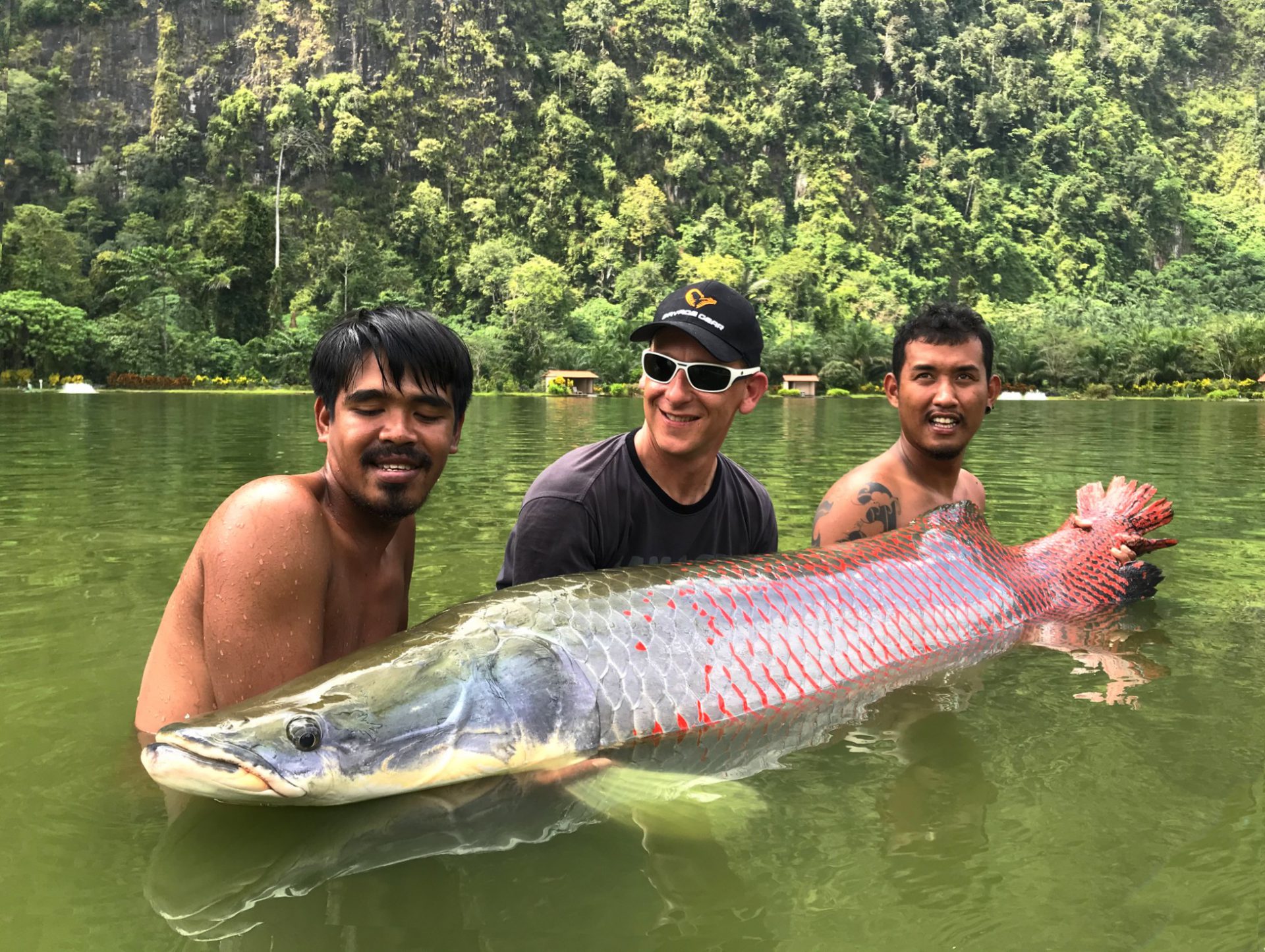 arapaima