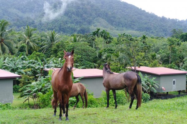 horse ride 4