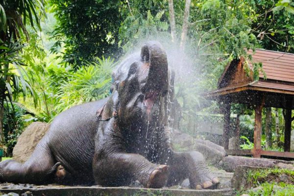 phang nga elephant park 1