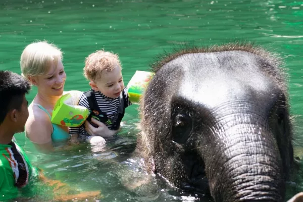 phang nga elephant park 2