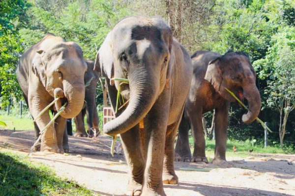 phang nga elephant park 3