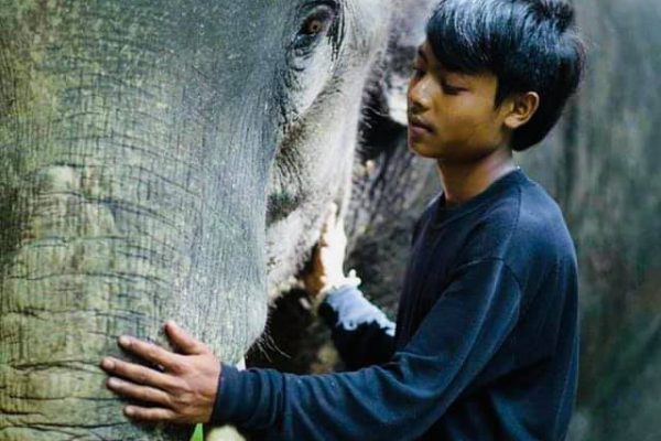 phang nga elephant park 4