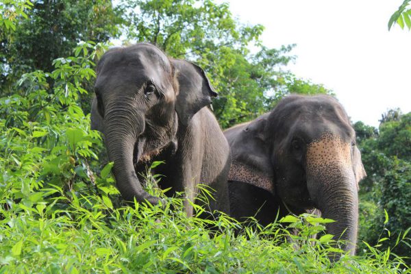 phang nga elephant park 5