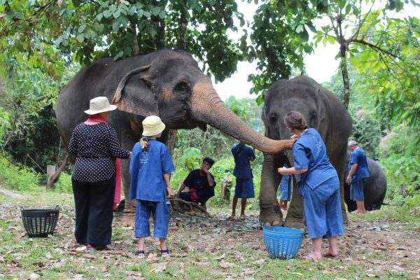 phang nga elephant park 6
